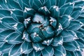 Closeup agave cactus leaf textures