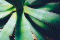 Closeup agave cactus