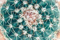 Closeup agave cactus, natural pattern background