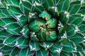 Closeup agave cactus, natural pattern background