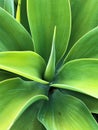 Agave plant green leaves in natural envrionment detail Royalty Free Stock Photo