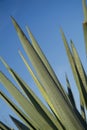 Tequila agave spines closeup