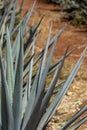 Tequila agave spines closeup