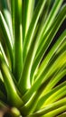 Closeup of Agave Stricta  Hedgehog Agave with beautiful rosette leaves. Royalty Free Stock Photo