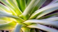 Closeup of Agave Stricta  Hedgehog Agave with beautiful rosette leaves. Focus on the stem. Royalty Free Stock Photo