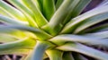 Closeup of Agave Stricta  Hedgehog Agave with beautiful rosette leaves. Focus on the stem. Royalty Free Stock Photo