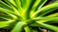 Closeup of Agave Stricta  Hedgehog Agave with beautiful rosette leaves. Royalty Free Stock Photo