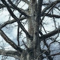 Closeup of an aged tree with a bare trunk and branches on a cloudy day Royalty Free Stock Photo