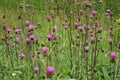 Closeup on an aggregation of colorful purple flowering melancholy thistle flowers, Cirsium heterophyllum