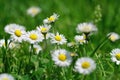 Closeup on an aggregation of the Common daisy ,Bellis perennis