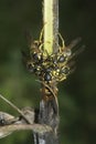 Closeup on an aggregation of he common European paper wasps, collecting building material for the nest