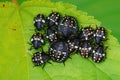 Closeup of an aggregation of dark nymphs of the Southern Green Stink Bug