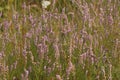 Closeup on an aggregation of flowering Heather, Calluna vulgaris, in the field