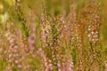 Closeup on an aggregation of flowering Heather, Calluna vulgaris, in the field