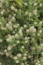 Closeup on an aggregation of fluffy the hare's-foot, rabbitfoot clover, Trifolium arvense