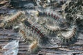 Closeup on an aggregation of hairy, colorful caterpillars of the Gypsy moth, Lymantria dispar, on a tree trunk