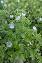 Closeup on an aggregation of Ivy-leaved Speedwell, Veronica hederifolia, with it\'s small lightblue flowers