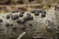 Closeup on an aggregation of round brown Beech Woodwart msuhrooms, Hypoxylon fragiforme, growing on dead wood