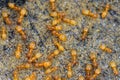 Closeup of an aggregation of yellow meadow ants , Lasius flavus