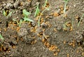 Closeup of an aggregation of yellow meadow ants Lasius flavus on the ground