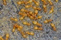 Closeup of an aggregation of yellow meadow ants , Lasius flavus