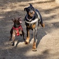 Closeup of the aggressive brown dog and a black dog outdoors