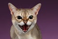 Closeup Aggressive Singapura Cat Hisses on purple