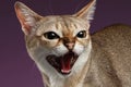 Closeup Aggressive Singapura Cat Hisses on purple