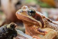 Closeup of an agile frog - rana dalmatina - head only