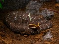 Closeup of the Agkistrodon bilineatus. Highly venomous pit viper.