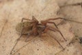 A closeup of an Agroeca spider on an autumn leaf Royalty Free Stock Photo