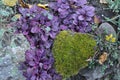 Closeup of Ajuga, also known as bugleweed, ground pine, carpet bugle, or just bugle.