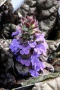 Closeup of Ajuga Black Scallop flowers blooming Royalty Free Stock Photo