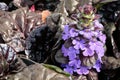 Closeup of Ajuga Black Scallop flowers blooming Royalty Free Stock Photo