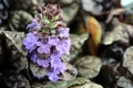 Closeup of Ajuga Black Scallop flowers blooming Royalty Free Stock Photo