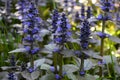 Dark blue ajuga reptans