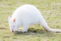 Albino Wallaby eating Royalty Free Stock Photo