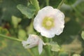 Closeup of Alcea setosa white flower