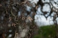 Closeup of alder seeds on bracnh