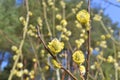 Closeup of alderseals and willow on blue sky backdrop. Natural beauty. Holiday, easter background. Bokeh background.  Spring Royalty Free Stock Photo