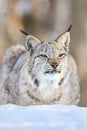 Closeup of alert brown lynx relaxing on snow