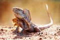 Closeup Of Alert Frilled Neck Lizard Royalty Free Stock Photo