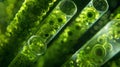 A closeup of an algae culture inside a bioreactor reveals the intricate network of tubes and pumps that circulate the