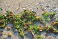 Closeup of algae on the sandy beach, pebbles in the backgro Royalty Free Stock Photo