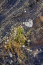 Closeup of an algal bloom of freshwater suffering from severe eutrophication after a long heat period during summer Royalty Free Stock Photo