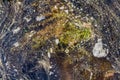 Closeup of an algal bloom of freshwater suffering from severe eutrophication after a long heat period during summer Royalty Free Stock Photo