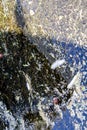 Closeup of an algal bloom of freshwater suffering from severe eutrophication after a long heat period during summer