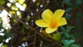 Allamanda cathartica Flower Royalty Free Stock Photo