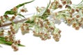 Allegen and medical plant Artemisia vulgaris