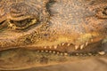 Closeup of an alligator face Royalty Free Stock Photo